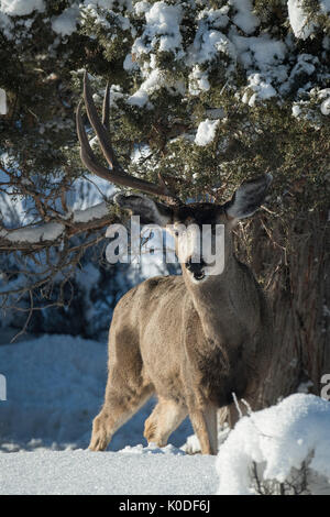 USA, Oregon, Bend, Mule Deer Bock mit einem geweih Stockfoto