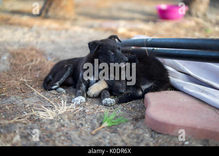 Zwei kleine Schwarze Hunde ruhen Stockfoto