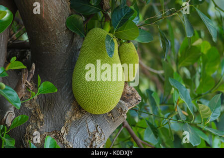 Jackfruit (abwechselnd Jack Baum, jakfruit, oder manchmal einfach Jack oder "Jak; Wissenschaftlicher Name Artocarpus Heterophyllus) auf einem Baum Stockfoto