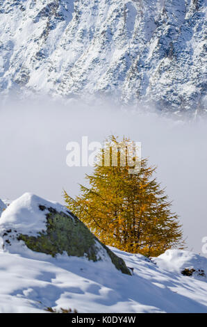 Lärche (Valsavarenche, Aosta Tal, Alpen) Stockfoto