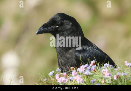 Ein junger Rabe (Corvus Corax) sitzt auf einer Klippe von Wildblumen umgeben. Stockfoto