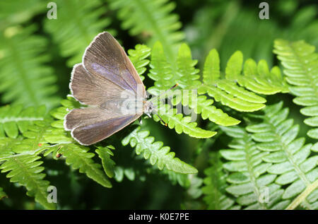 Einen hübschen weiblichen lila Zipfelfalter Schmetterling (Favonius Quercus) thront auf Bracken. Stockfoto