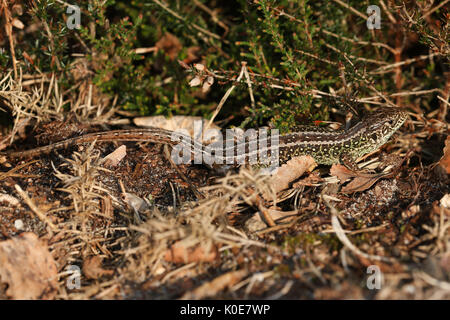 Eine seltene ZAUNEIDECHSE (Lacerta agilis) Sonnenbaden im Unterholz. Stockfoto