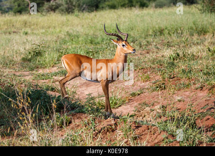 Die Impala ist eine mittelgroße Antilope im östlichen und südlichen Afrika. Stockfoto