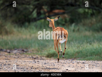 Die Impala ist eine mittelgroße Antilope im östlichen und südlichen Afrika. Stockfoto