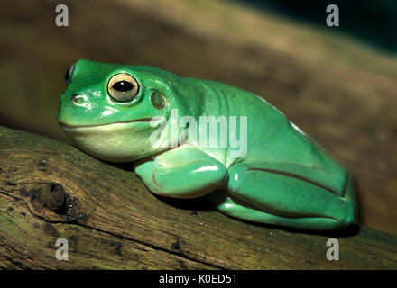 Weiß Laubfrosch - bright green Jungle tropische Regenwald humor Lustig komisch. Stockfoto