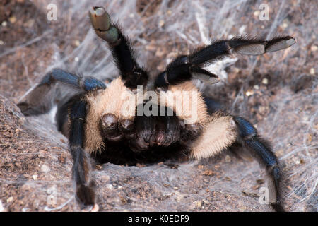 Socotra Island Blue Baboon Tarantula, Monocentropus balfouri, Weiblich, Ostküste Afrikas, im Web, Aufzucht bis, Reißzähne, Stockfoto
