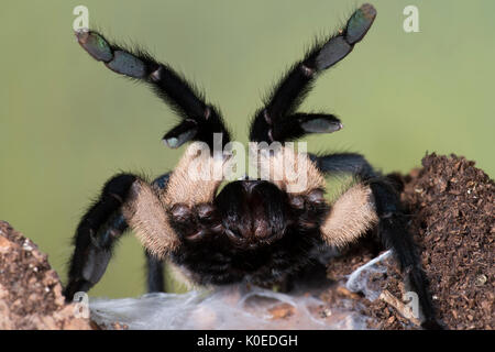 Socotra Island Blue Baboon Tarantula, Monocentropus balfouri, Weiblich, Ostküste Afrikas, im Web, Aufzucht bis, Reißzähne, Stockfoto