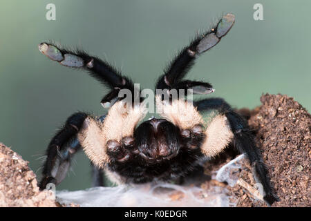 Socotra Island Blue Baboon Tarantula, Monocentropus balfouri, Weiblich, Ostküste Afrikas, im Web, Aufzucht bis, Reißzähne, Stockfoto