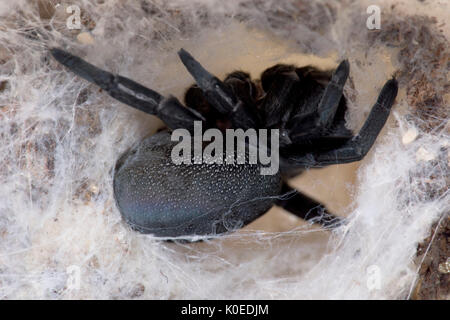 Marienkäfer Spinne, Weiblich, Eresus walckenaeri, im Web, im östlichen Mittelmeerraum Stockfoto