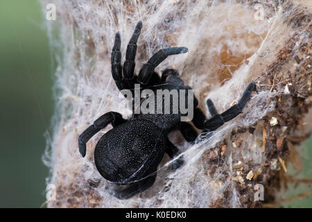 Marienkäfer Spinne, Weiblich, Eresus walckenaeri, im Web, im östlichen Mittelmeerraum Stockfoto