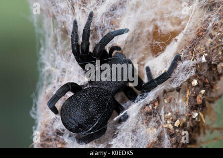 Marienkäfer Spinne, Weiblich, Eresus walckenaeri, im Web, im östlichen Mittelmeerraum Stockfoto