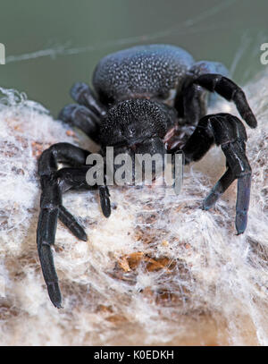 Marienkäfer Spinne, Weiblich, Eresus walckenaeri, im Web, im östlichen Mittelmeerraum Stockfoto