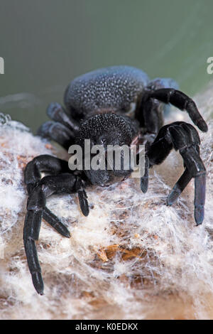 Marienkäfer Spinne, Weiblich, Eresus walckenaeri, im Web, im östlichen Mittelmeerraum Stockfoto