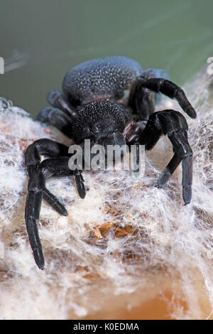 Marienkäfer Spinne, Weiblich, Eresus walckenaeri, im Web, im östlichen Mittelmeerraum Stockfoto