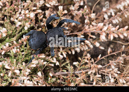 Marienkäfer Spinne, Weiblich, Eresus walckenaeri, auf Pflanzen, im östlichen Mittelmeerraum Stockfoto