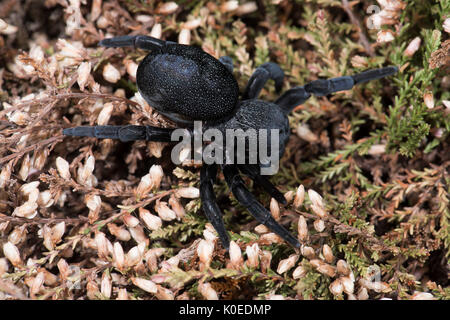 Marienkäfer Spinne, Weiblich, Eresus walckenaeri, auf Pflanzen, im östlichen Mittelmeerraum Stockfoto