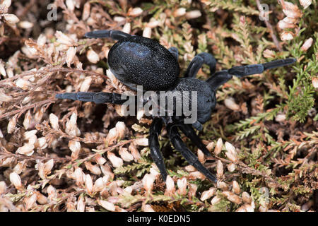 Marienkäfer Spinne, Weiblich, Eresus walckenaeri, auf Pflanzen, im östlichen Mittelmeerraum Stockfoto