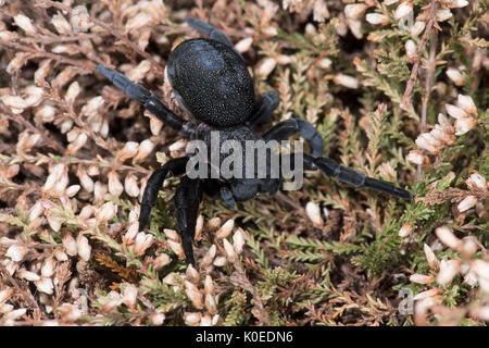 Marienkäfer Spinne, Weiblich, Eresus walckenaeri, auf Pflanzen, im östlichen Mittelmeerraum Stockfoto