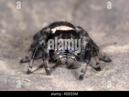 Regal Jumping Spider, Phyddipus Regius, Weiblich, größte Art der springenden Spinne im östlichen Nordamerika, Gattung Phidippus, einer Gruppe von jumping Spiders Stockfoto