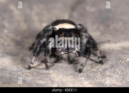 Regal Jumping Spider, Phyddipus Regius, Weiblich, größte Art der springenden Spinne im östlichen Nordamerika, Gattung Phidippus, einer Gruppe von jumping Spiders Stockfoto