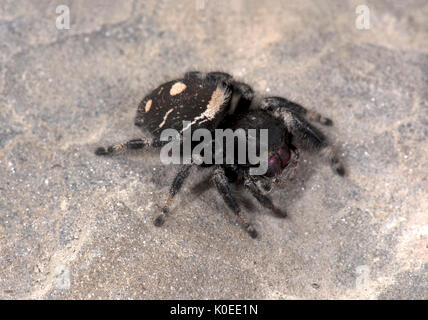 Regal Jumping Spider, Phyddipus Regius, Weiblich, größte Art der springenden Spinne im östlichen Nordamerika, Gattung Phidippus, einer Gruppe von jumping Spiders Stockfoto