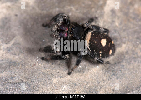 Regal Jumping Spider, Phyddipus Regius, Weiblich, größte Art der springenden Spinne im östlichen Nordamerika, Gattung Phidippus, einer Gruppe von jumping Spiders Stockfoto