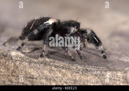 Regal Jumping Spider, Phyddipus Regius, Weiblich, größte Art der springenden Spinne im östlichen Nordamerika, Gattung Phidippus, einer Gruppe von jumping Spiders Stockfoto