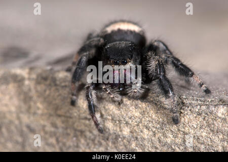 Regal Jumping Spider, Phyddipus Regius, Weiblich, größte Art der springenden Spinne im östlichen Nordamerika, Gattung Phidippus, einer Gruppe von jumping Spiders Stockfoto