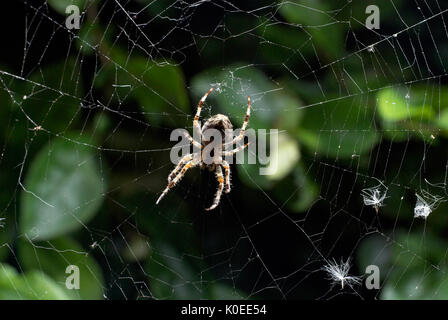 Garden Spider auf Araneus diadematus, Web, in der Mitte des Web warten auf Beute, weiblich, Stockfoto