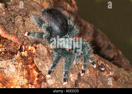 Vogelspinne, Spinne Irridescent Pink Toed, avicularia Metallica, Surinam, am Baum anmelden Stockfoto