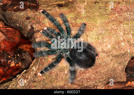 Vogelspinne, Spinne Irridescent Pink Toed, avicularia Metallica, Surinam, am Baum anmelden Stockfoto