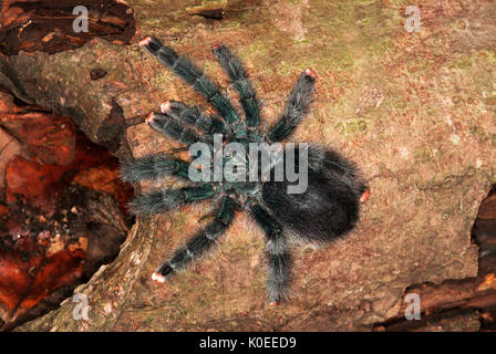 Vogelspinne, Spinne Irridescent Pink Toed, avicularia Metallica, Surinam, am Baum anmelden. Stockfoto