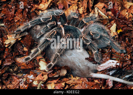 Vogel-Spinne Stockfoto, Bild: 88451013 - Alamy