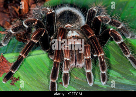 Tarantula Spinne, San Sebastian Rosa Vogel Essen, Pamphobeteus platyomma, Brasilien, auf Blatt auf Waldboden, Dschungel Stockfoto