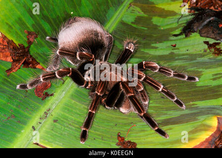 Tarantula Spinne, San Sebastian Rosa Vogel Essen, Pamphobeteus platyomma, Brasilien, auf Blatt auf Waldboden, Dschungel Stockfoto