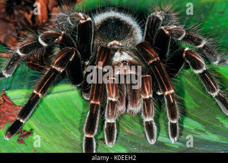 Tarantula Spinne, San Sebastian Rosa Vogel Essen, Pamphobeteus platyomma, Brasilien, auf Blatt auf Waldboden, Dschungel Stockfoto