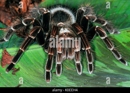 Tarantula Spinne, San Sebastian Rosa Vogel Essen, Pamphobeteus platyomma, Brasilien, auf Blatt auf Waldboden, Dschungel Stockfoto