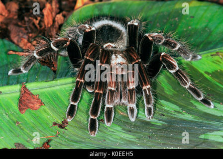 Tarantula Spinne, San Sebastian Rosa Vogel Essen, Pamphobeteus platyomma, Brasilien, auf Blatt auf Waldboden, Dschungel Stockfoto