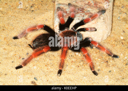 Tarantula Spinne, mexikanische Feuer Legged, Brachypelma boehmei, auf der Wüste Stockfoto