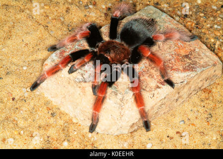 Tarantula Spinne, mexikanische Feuer Legged, Brachypelma boehmei, auf der Wüste Stockfoto