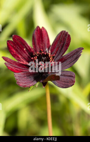Dunkle rote Blume der Schokolade duftenden Ausschreibung mehrjährig, Cosmos atrosanguineus Stockfoto