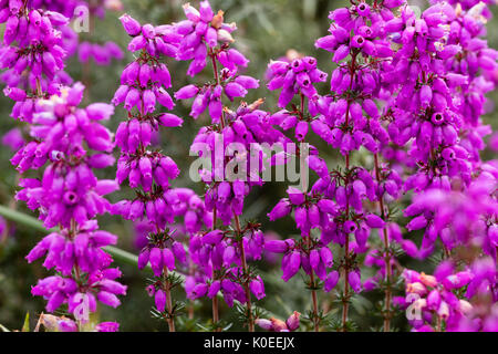 Rot-lila Bell Blumen der lila Heidekraut, Erica cinerea auf Moorland in Dartmoor, Großbritannien Stockfoto