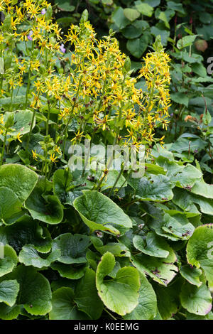 Gelbe Blumen schmücken die konisch geformte Blütenköpfe der späten Blüte Ligularia veitchiana Stockfoto