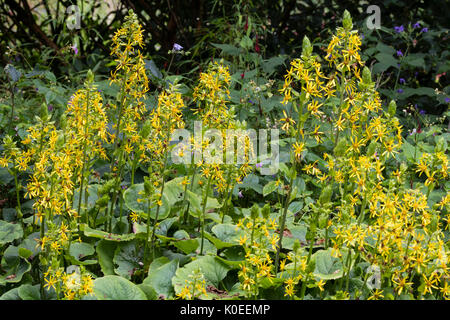 Gelbe Blumen schmücken die konisch geformte Blütenköpfe der späten Blüte Ligularia veitchiana Stockfoto