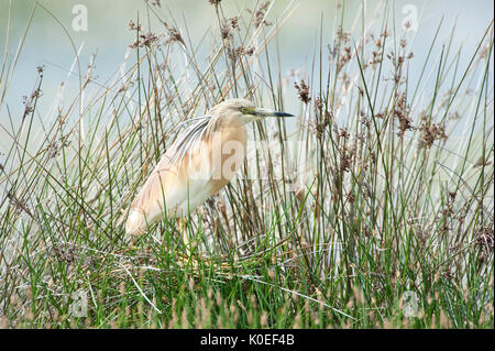 Squacco Heron, Ardeola ralloides, Lesbos, Griechenland, Kalloni Salinen, im Schilf verborgen, Feder Migrant, getarnt, Lesbos Stockfoto