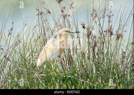 Squacco Heron, Ardeola ralloides, Lesbos, Griechenland, Kalloni Salinen, im Schilf verborgen, Feder Migrant, getarnt, Lesbos Stockfoto