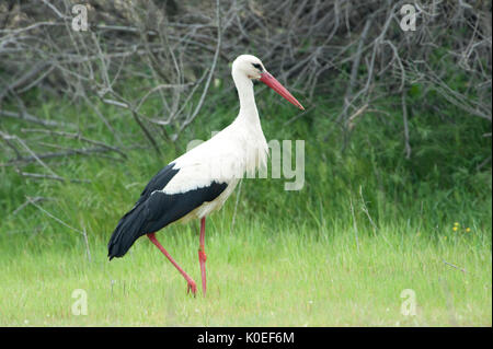 Weißstorch, Ciconia ciconia, Lesbos, Griechenland, Sommer Besucher, Kalloni Salinen, Lesbos Stockfoto