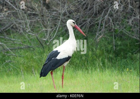 Weißstorch, Ciconia ciconia, Lesbos, Griechenland, Sommer Besucher, Kalloni Salinen, Lesbos Stockfoto