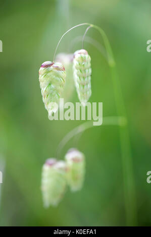 Grassamen Köpfe, Lesbos, Griechenland, Lesbos Stockfoto